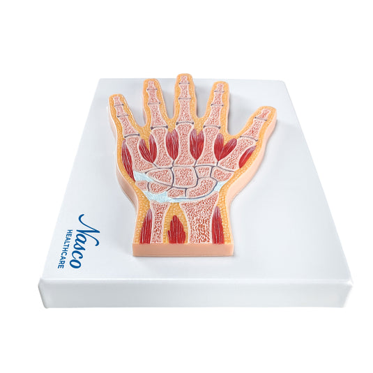 Modelo ng Kamay, Median na Seksyon [SKU: MG17223]