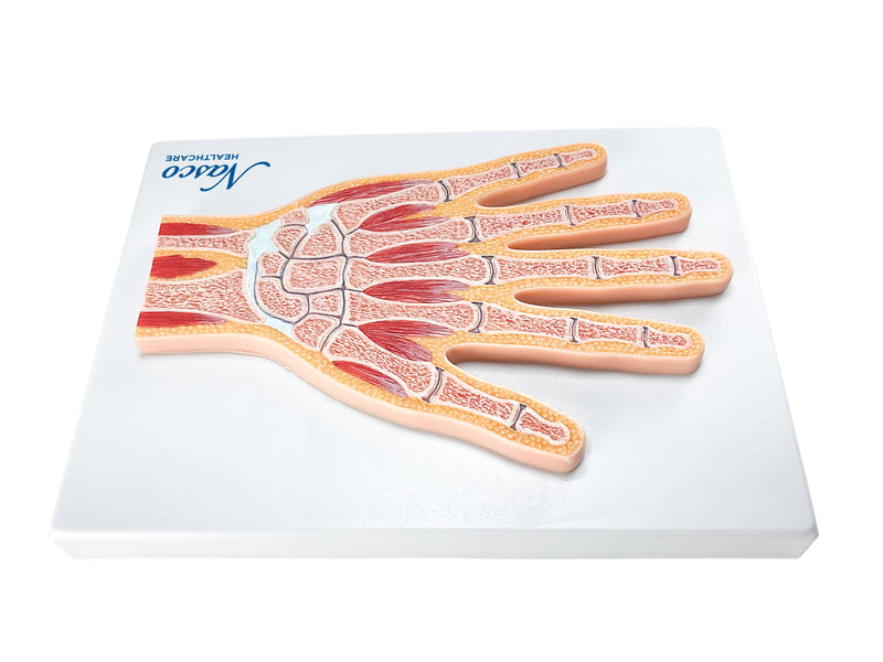 Mag-load ng larawan sa Gallery viewer, Modelo ng Kamay, Median na Seksyon [SKU: MG17223]
