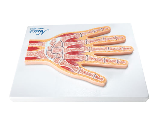 Modelo ng Kamay, Median na Seksyon [SKU: MG17223]