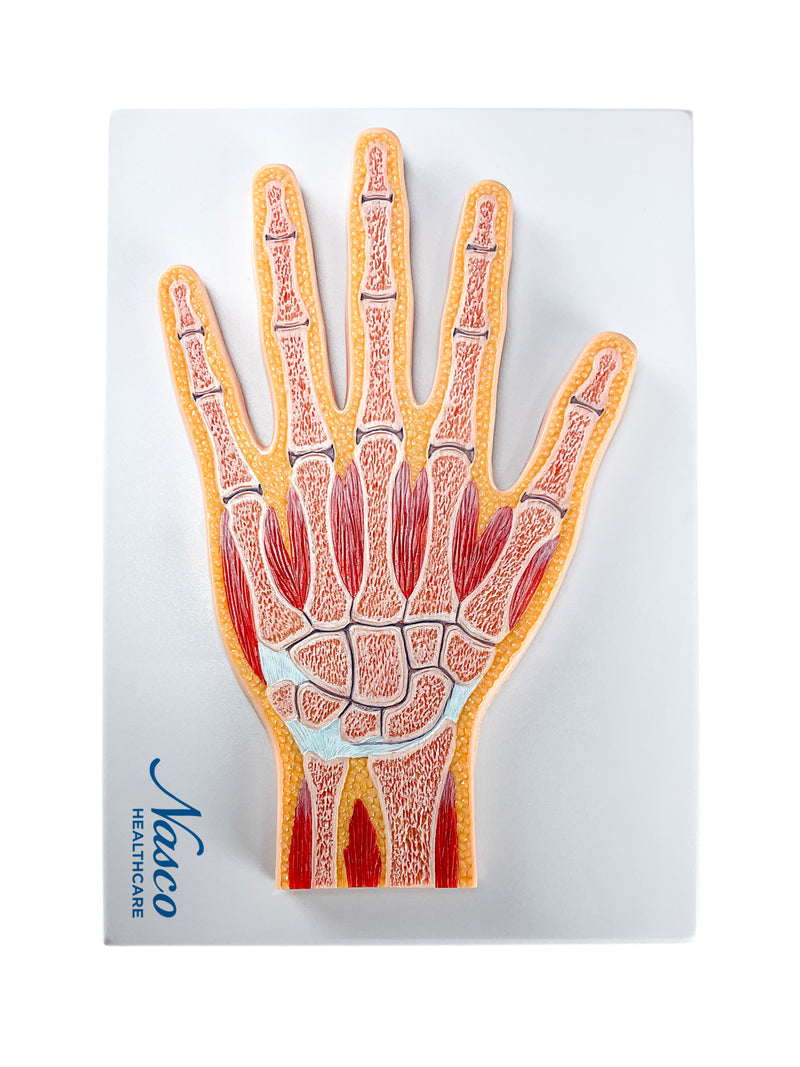 Mag-load ng larawan sa Gallery viewer, Modelo ng Kamay, Median na Seksyon [SKU: MG17223]
