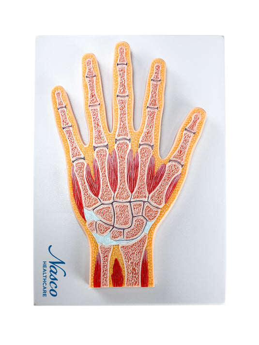 Modelo ng Kamay, Median na Seksyon [SKU: MG17223]