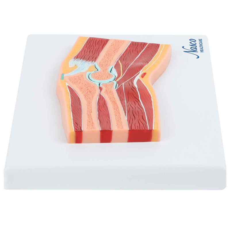 تحميل الصورة في عارض المعرض، نموذج الكوع، القسم الوسيط [SKU: MG17225]
