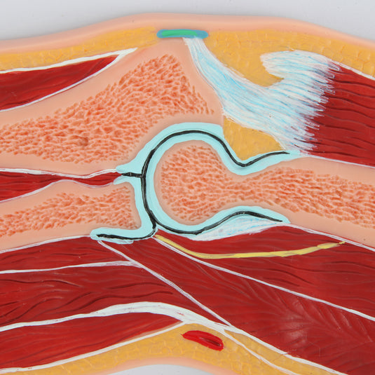 نموذج الكوع، القسم الوسيط [SKU: MG17225]