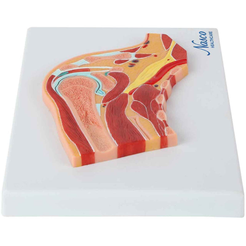 Load image into Gallery viewer, Shoulder Model, Median Section
