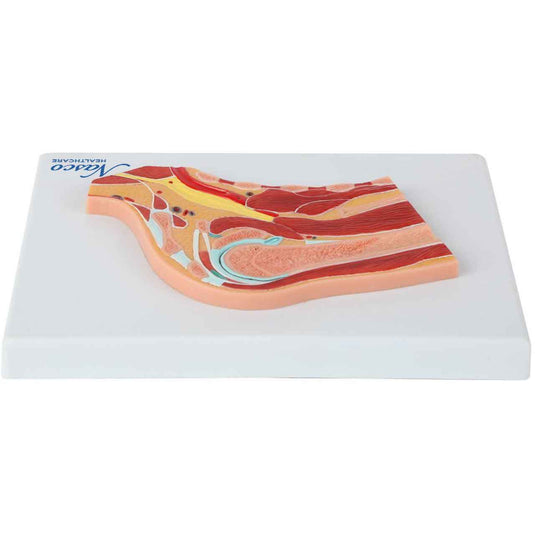 Shoulder Model, Median Section