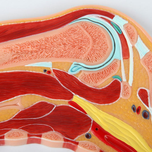 Shoulder Model, Median Section