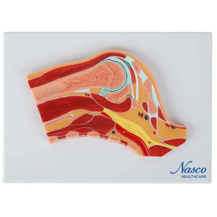 Shoulder Model, Median Section