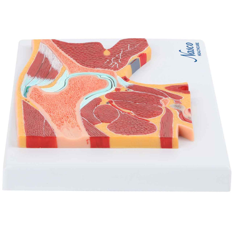 Carica immagine in Galleria Viewer, Modello Fianchi, Sezione Centrale [SKU: MG17227]
