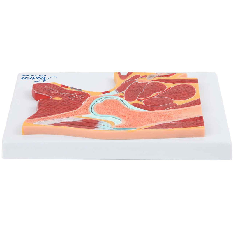 Carica immagine in Galleria Viewer, Modello Fianchi, Sezione Centrale [SKU: MG17227]
