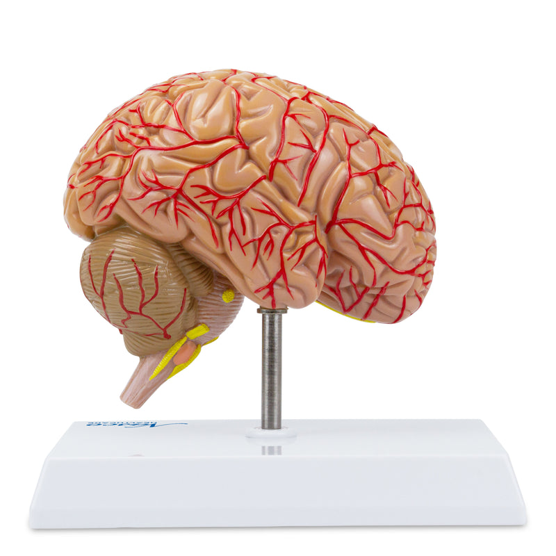 Load image into Gallery viewer, Brain with Arteries Model, Saggital Section
