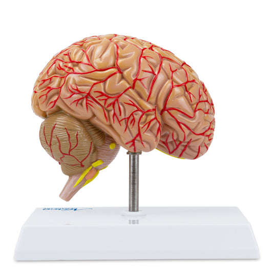 Brain with Arteries Model, Saggital Section