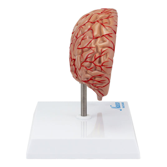Brain with Arteries Model, Saggital Section