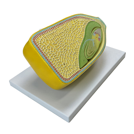 Benih Jagung, Model Diperbesar 40X, 2-Bagian [SKU: MG17256]