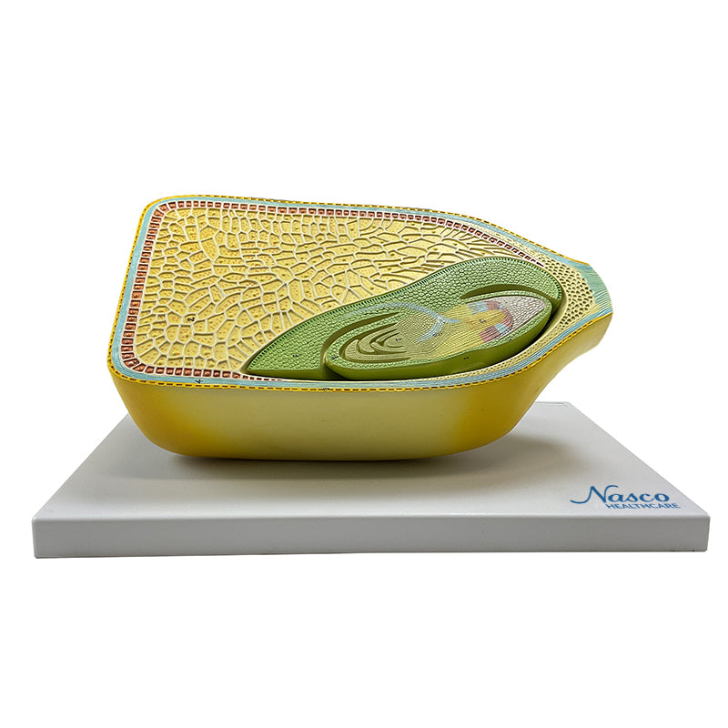 Muat gambar ke penampil Galeri, Benih Jagung, Model Diperbesar 40X, 2-Bagian [SKU: MG17256]
