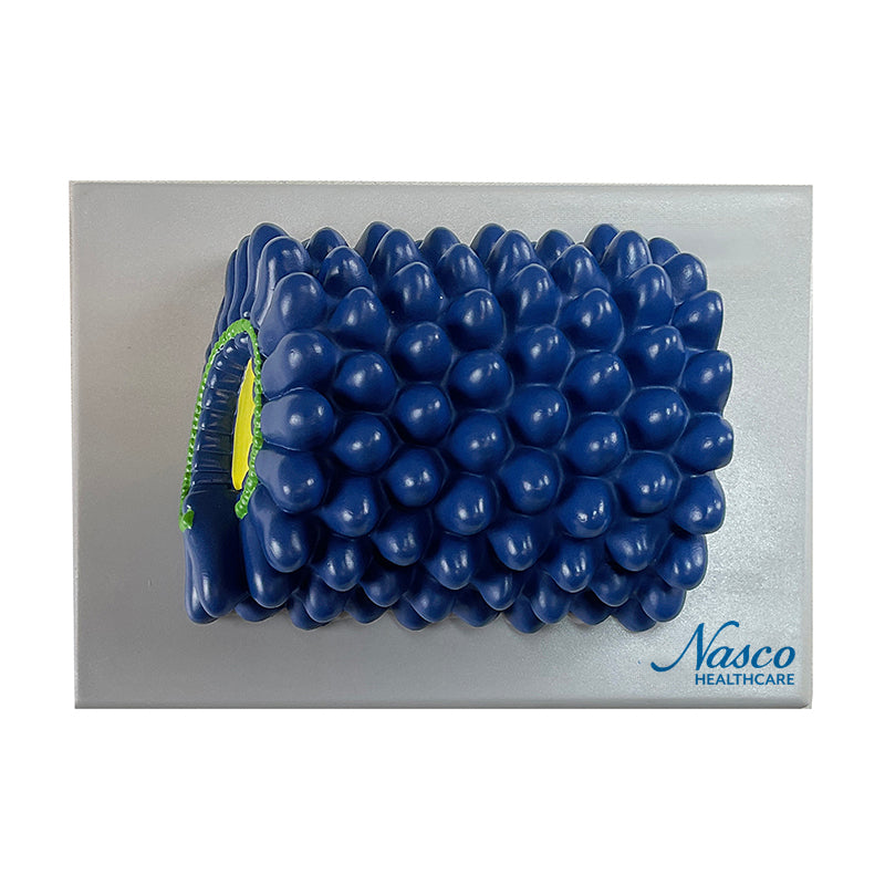 Cargue la imagen en el visor de la galería, Modelo de Virus del Mosaicismo del Tabaco, Ampliado [SKU: MG19658]
