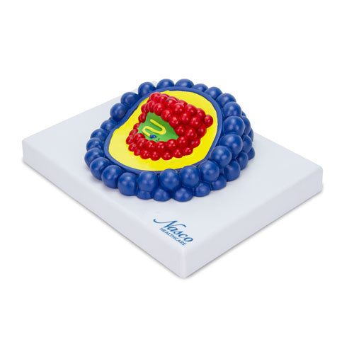 Modello di Virus HIV, Ingrossato [SKU: MG19659]