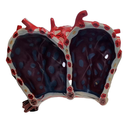 Pulmonary Alveolus Model, 1000X Enlarged