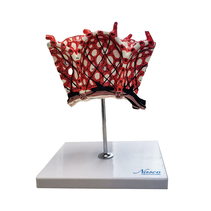 Pulmonary Alveolus Model, 1000X Enlarged