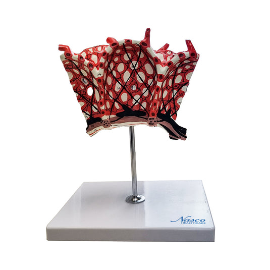 Pulmonary Alveolus Model, 1000X Enlarged