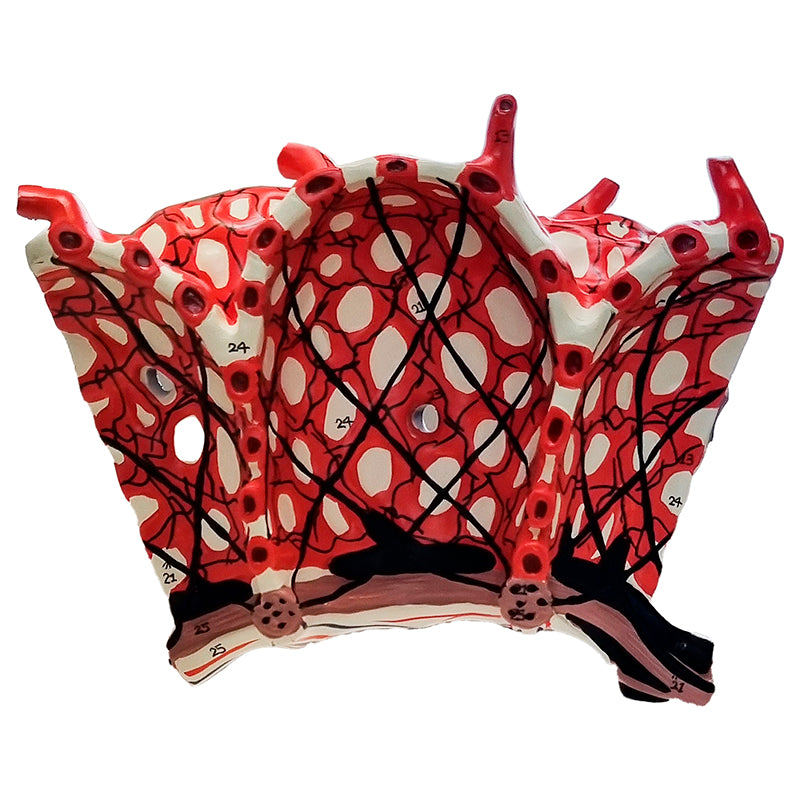 Load image into Gallery viewer, Pulmonary Alveolus Model, 1000X Enlarged
