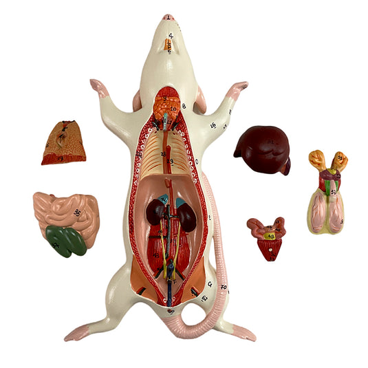 Mouse Anatomy Model, 6-Parts