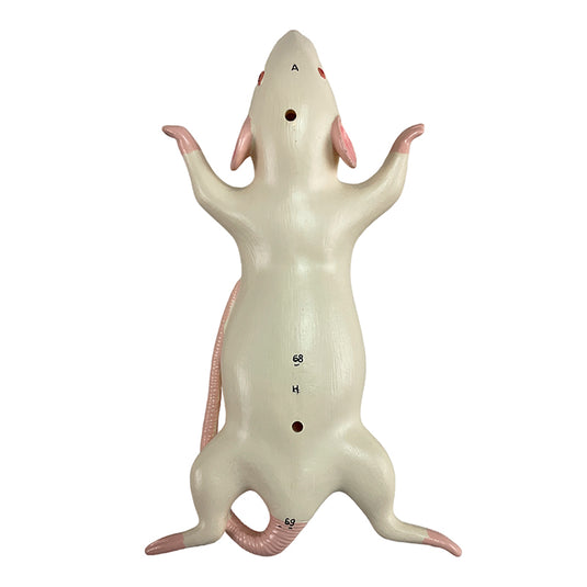 Mouse Anatomy Model, 6-Parts