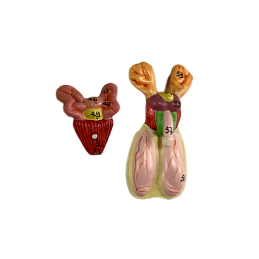 Mouse Anatomy Model, 6-Parts