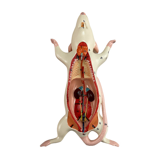 Mouse Anatomy Model, 6-Parts