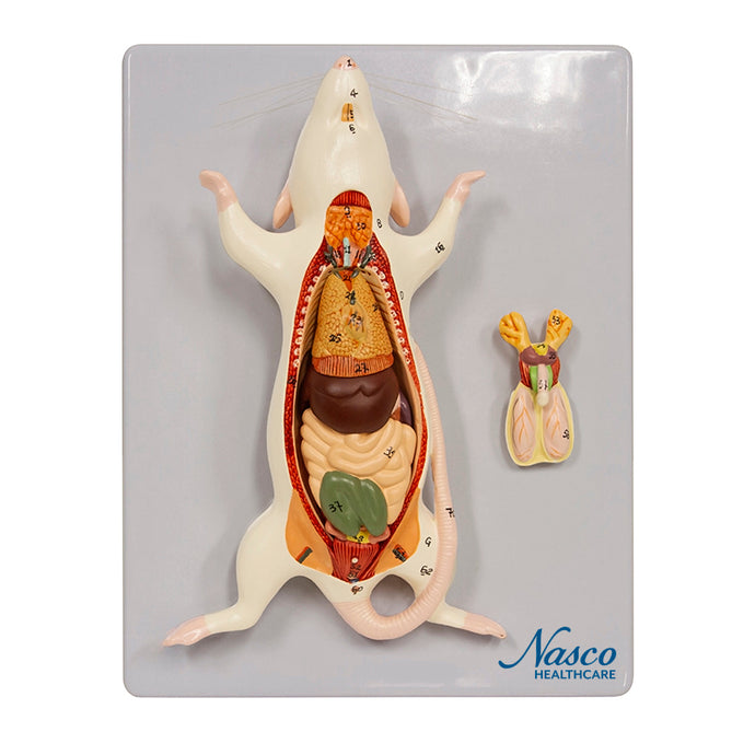 Maus Anatomie Modell, 6-Teile [SKU: MG20114]