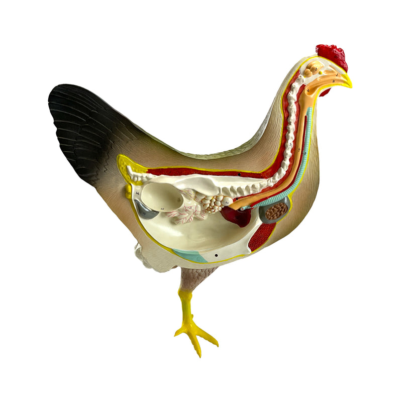 Muat gambar ke penampil Galeri, Model Anatomi Ayam, 8 Bagian [SKU: MG20115]
