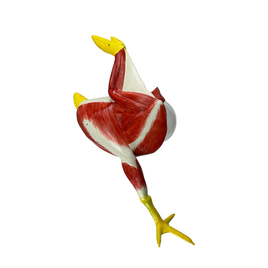 Model Anatomi Ayam, 8 Bagian [SKU: MG20115]