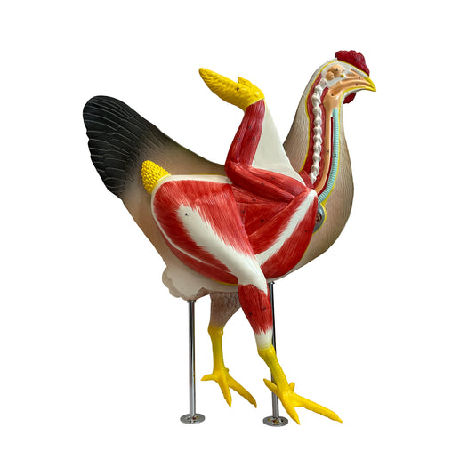 Model Anatomi Ayam, 8 Bagian [SKU: MG20115]