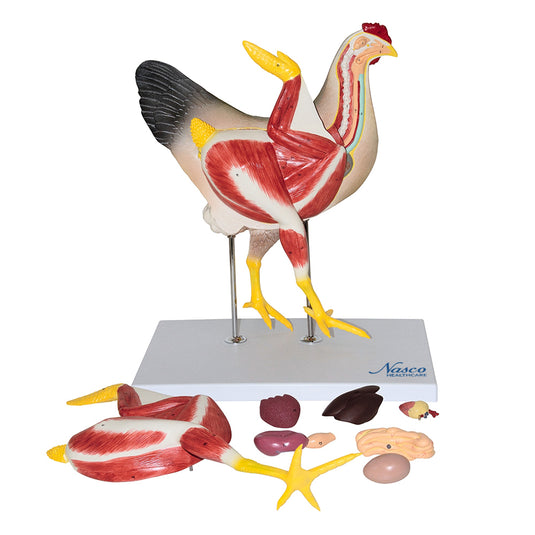 Model Anatomi Ayam, 8 Bagian [SKU: MG20115]