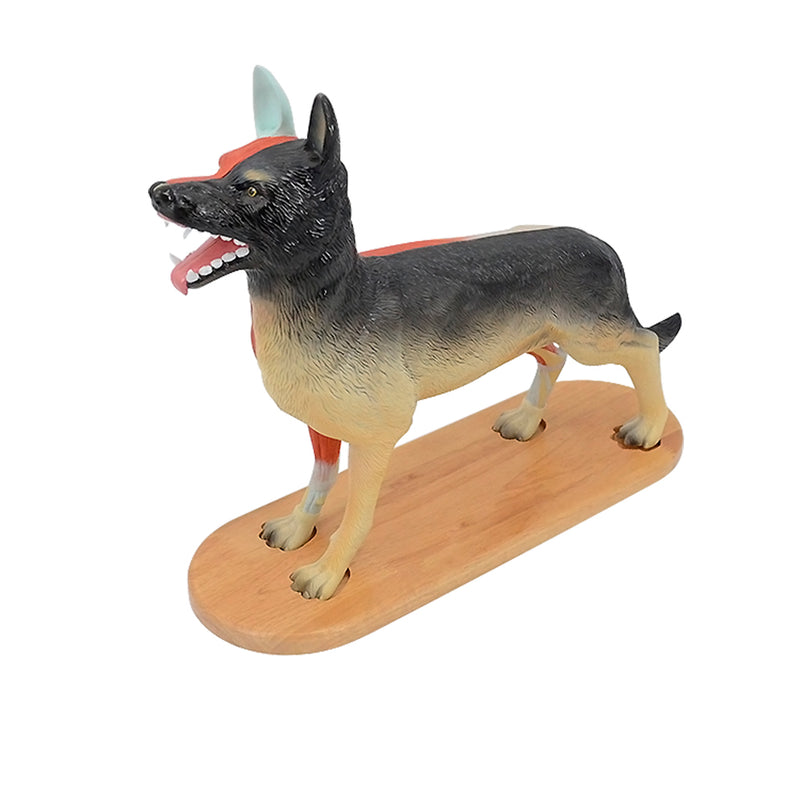 Load image into Gallery viewer, Canine Anatomy Model, 11-Parts
