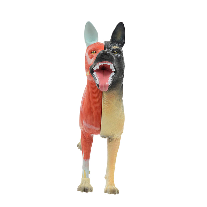 Load image into Gallery viewer, Canine Anatomy Model, 11-Parts
