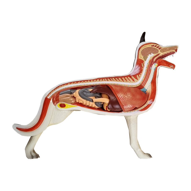 Load image into Gallery viewer, Canine Anatomy Model, 11-Parts
