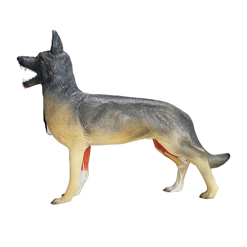 Load image into Gallery viewer, Canine Anatomy Model, 11-Parts

