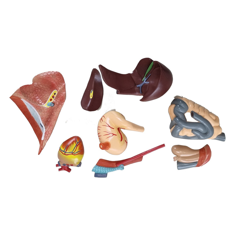 Load image into Gallery viewer, Canine Anatomy Model, 11-Parts
