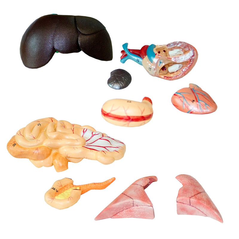 Load image into Gallery viewer, Feline Anatomy Model, 10-Parts
