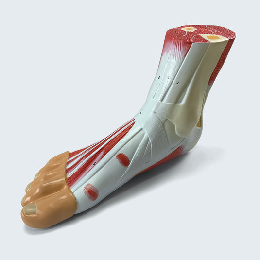 Modelo de Pé com Ligamentos e Músculos [SKU: MG20120]