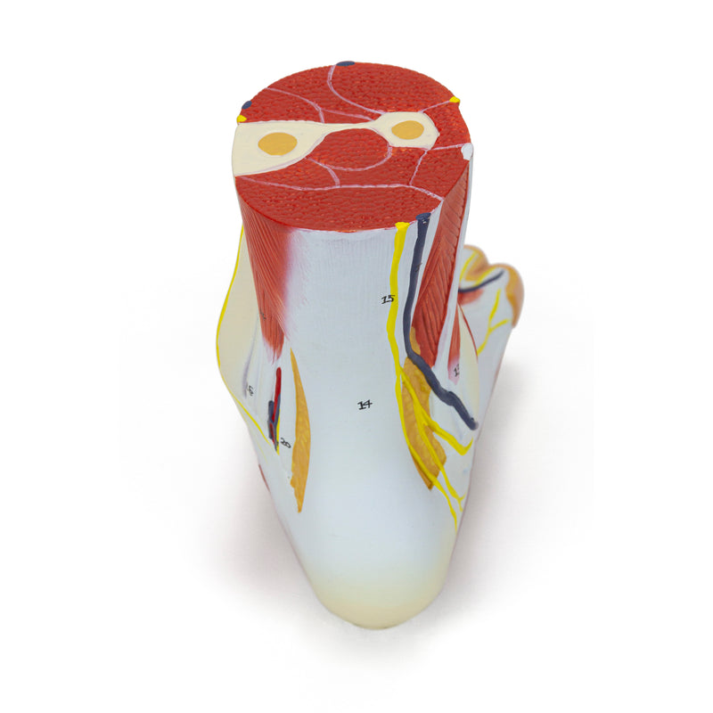 Carregue imagem no visualizador da galeriaModelo de Pé com Vasos, Ligamentos e Músculos, 3 Partes [SKU: MG20121]
