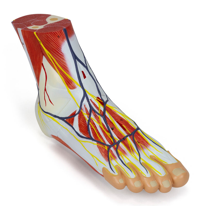 Carregue imagem no visualizador da galeriaModelo de Pé com Vasos, Ligamentos e Músculos, 3 Partes [SKU: MG20121]
