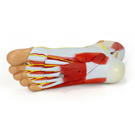 Modelo de Pé com Vasos, Ligamentos e Músculos, 3 Partes [SKU: MG20121]