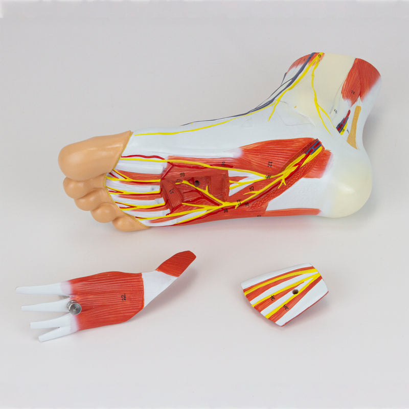 Carregue imagem no visualizador da galeriaModelo de Pé com Vasos, Ligamentos e Músculos, 3 Partes [SKU: MG20121]
