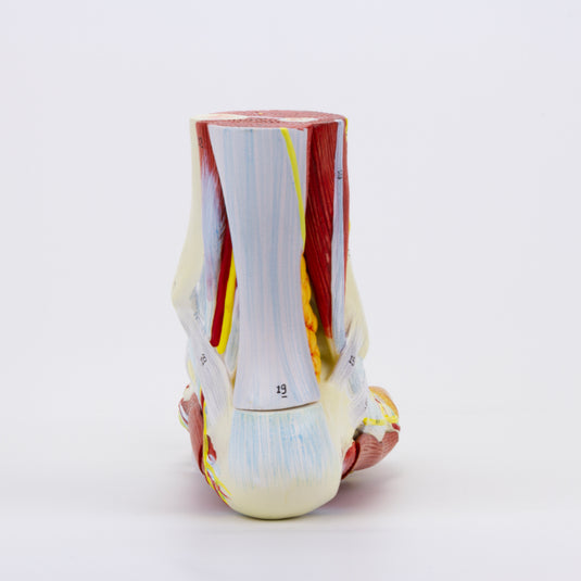 발 모델, 9부 [SKU: MG20122]