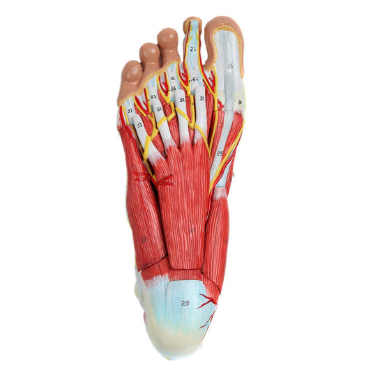 발 모델, 9부 [SKU: MG20122]