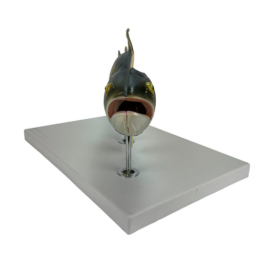 Модель рыбы, 5 частей [SKU: MG20123]