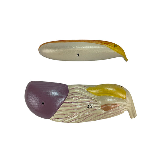 Модель рыбы, 5 частей [SKU: MG20123]