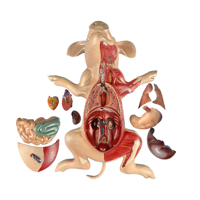 โหลดรูปภาพลงในโปรแกรมใช้ดูของ Gallery โมเดลหมูในบ้าน, 10 ชิ้น [SKU: MG20125]
