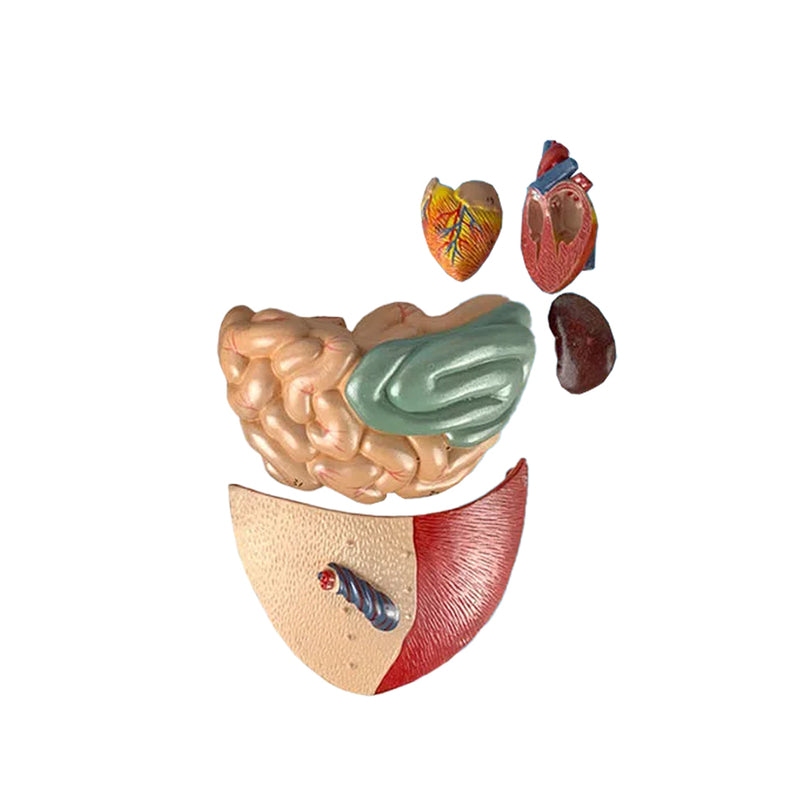 โหลดรูปภาพลงในโปรแกรมใช้ดูของ Gallery โมเดลหมูในบ้าน, 10 ชิ้น [SKU: MG20125]
